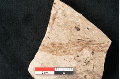 Foto (Detailansicht) von Puccinites lanceolatus Ettingshausen (NHMW-GEO-2024-0188-8200)